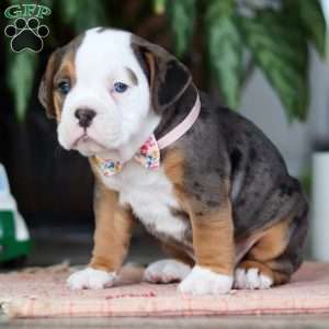 Lily, Beabull Puppy